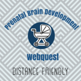 Prenatal Brain Development Webquest