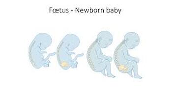 Preview of Prenatal Development