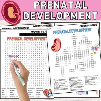 Preview of Prenatal Development Fun Worksheets,Puzzles,Wordsearch & Crosswords
