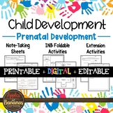 Prenatal Development - Interactive Note-taking Activities