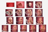 Prenatal Development | Weekly Development Warmup