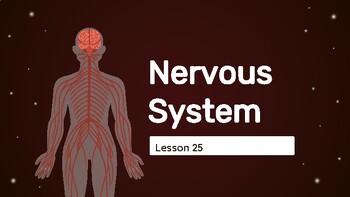 Preview of Presentable PDF 25: Nervous System