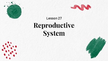 Preview of Presentable PDF 27: Reproductive System
