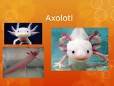 Presentation on the Axolotl Amphibian