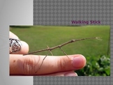 Presentation on the Walking Stick Insect