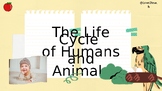 Primary Grades Life Cycles Lesson slides, Science
