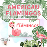 Primary PowerPoint Presentation on Flamingos FREEBIE