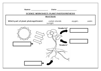 primary science worksheet plant photosynthesis by science workshop