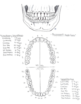 Preview of Primary and Permanent Dentition Study Guide