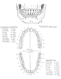 Primary and Permanent Dentition Study Guide