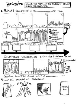 primary and secondary succession worksheet