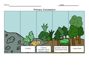 Primary and Secondary Succession by Audrey Schirmer TPT