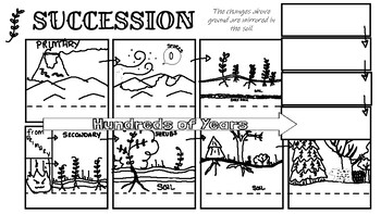 Primary Succession Worksheet Answers