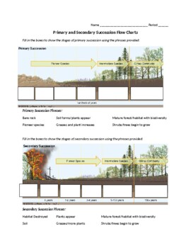 Primary and Secondary Succession Worksheet by Modified in the Midwest