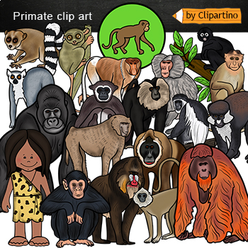 Preview of  Monkey Clip art Commercial use/ Types of monkey clipart