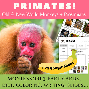 Preview of Primates/Monkeys/Montessori 3 Part Cards/Info Cards/Diet/Old&New World/Slides