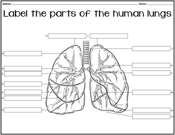 NO PREP assessment to label the HUMAN LUNGS by CrazyCreations on TpT