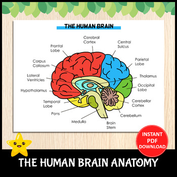 Printable Anatomy of The Human Brain | Classroom Decor | Parts of a ...