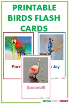 Preview of Printable Birds Flash Cards