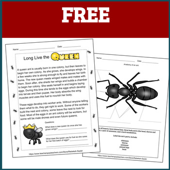 Preview of Printable Bugs: An Insect Study on Ants FREE Sample