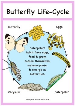 Printable - Butterfly Life Cycle Poster by My Nature Nook | TpT