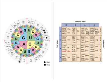 Preview of Printable Codon Chart Material Half-sheet's 