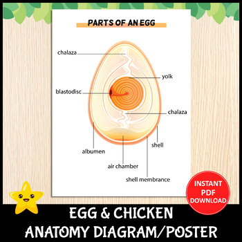 Preview of Printable Egg & Chicken Anatomy Diagram | Parts of a Chicken/Duck Egg Poster