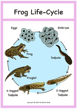 Printable Frog Life-Cycle by My Nook | TpT