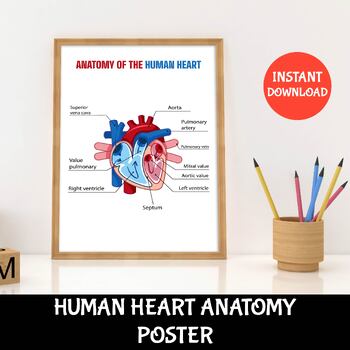 Preview of Printable Human Heart Anatomy Diagram Poster | Human Science | Classroom Decor
