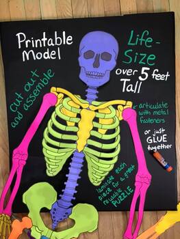 Preview of Printable LIFE SIZE Human Skeleton Model