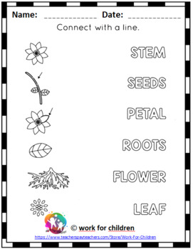 Printable Parts of a Plant Worksheet by work for children | TPT