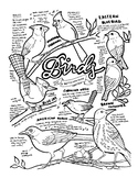 Printable Science Themed Backyard Birds Sketch Notes Natur