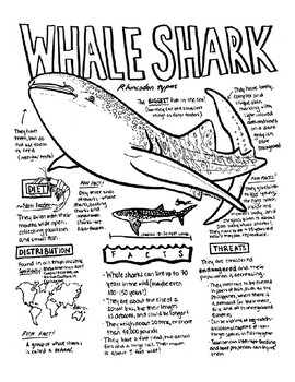 Buy Shark Art Print Whale Shark Drawing Shark Artwork Pencil Online in  India - Etsy