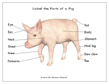Pig Parts Chart