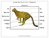Printables: Africa ~ Label the Parts of a Cheetah