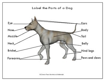 Printables: Dog ~ Label the Parts of a Dog by Green Tree ...