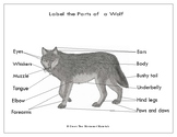 Printables: Label the Parts of a  Gray Wolf