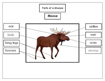 Preview of Printables:  Label the Parts of a Moose