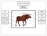 Printables:  Label the Parts of a Moose