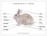 Printables: Label the Parts of a  Rabbit
