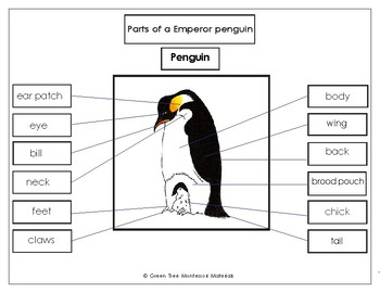 Preview of Printables: Label the Parts of the Emperor Penguin