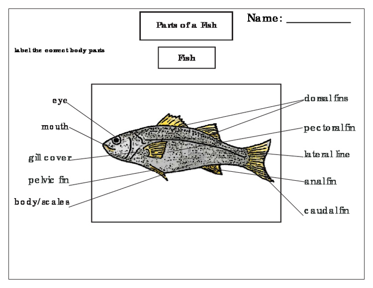 printables-label-the-parts-of-a-fish-by-green-tree-montessori-materials