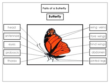Printables: Label the parts of a Monarch Butterfly | TpT