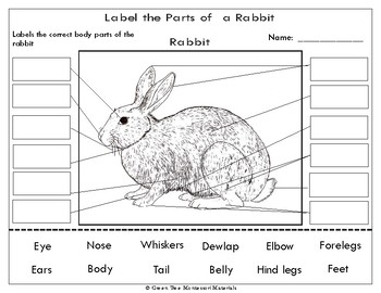 Rabbit Parts Chart