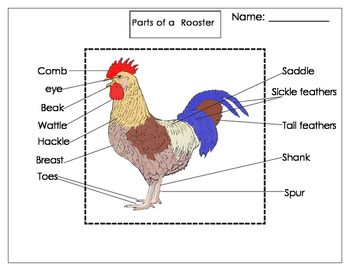 Rooster feathers picture, by Zizounai for: animal parts