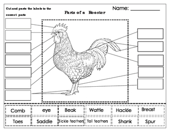 Rooster feathers picture, by Zizounai for: animal parts