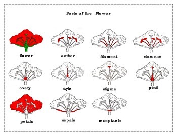 Printables: Label the parts of the flower/ poppy | TpT
