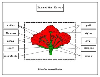 Printables: Label the parts of the flower/ poppy | TpT