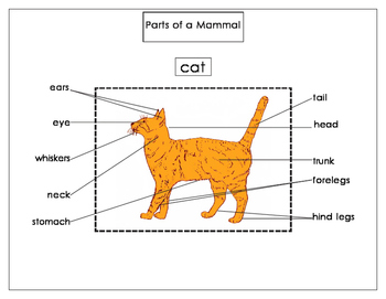 Mammals-Printables: Parts of a Mammal (cat) by Green Tree Montessori