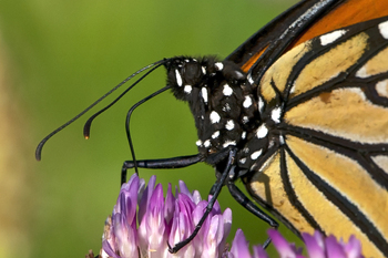 Preview of Proboscis of Monarch butterfly (Danaus plexippus) Powerpoint photo $10